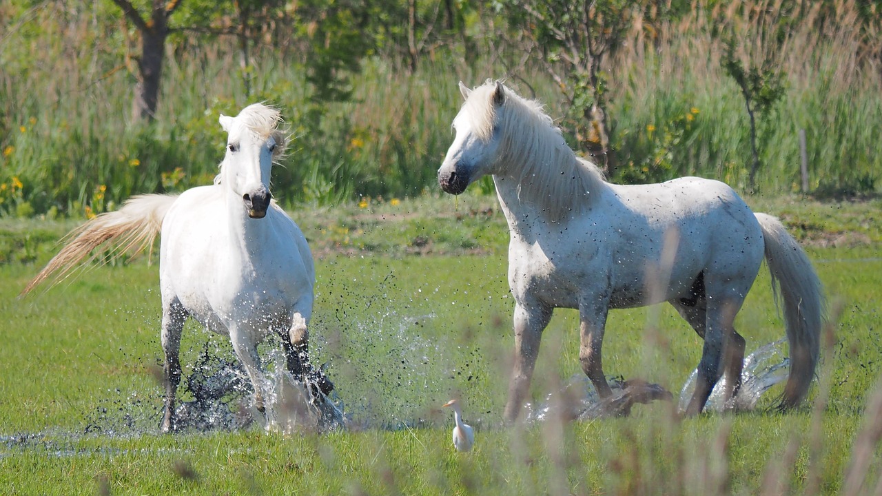 La Camargue : Explorez sa Beauté à travers des Visites Guidées